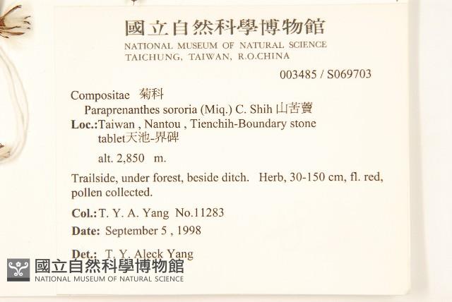 山苦藚、假福王草藏品圖，第2張