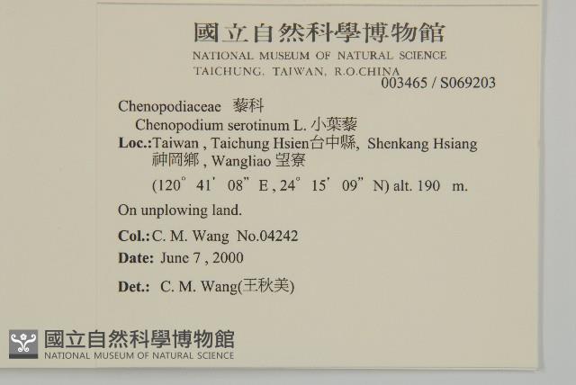 小葉藜藏品圖，第2張