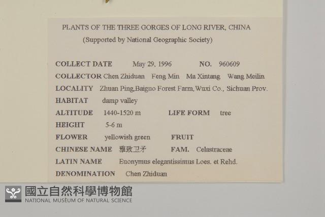 長梗衛矛藏品圖，第2張