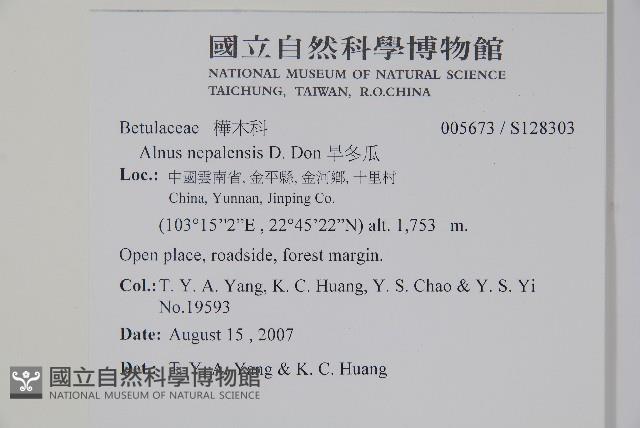 尼泊爾赤楊藏品圖，第2張