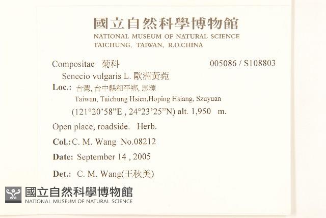 歐洲黃菀藏品圖，第2張