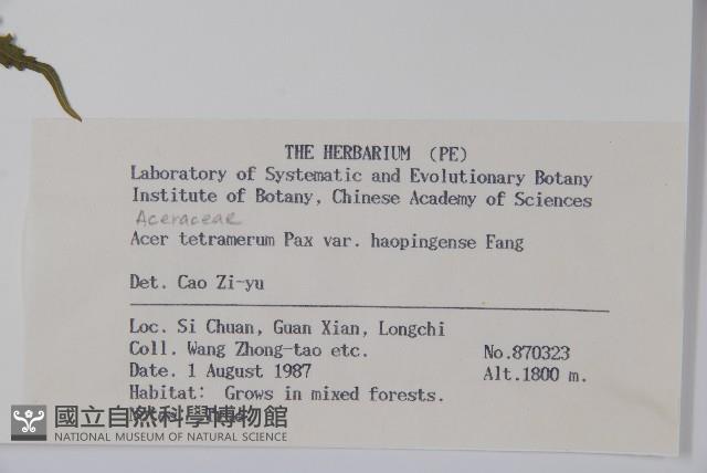 蒿蘋四蕊槭藏品圖，第2張