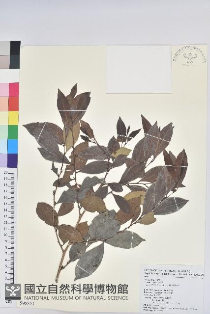 細葉饅頭果藏品圖，第1張