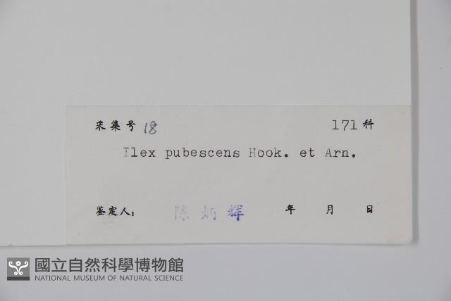 密毛假黃楊藏品圖，第2張