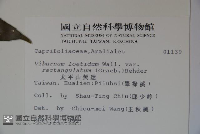 狹葉莢迷藏品圖，第2張