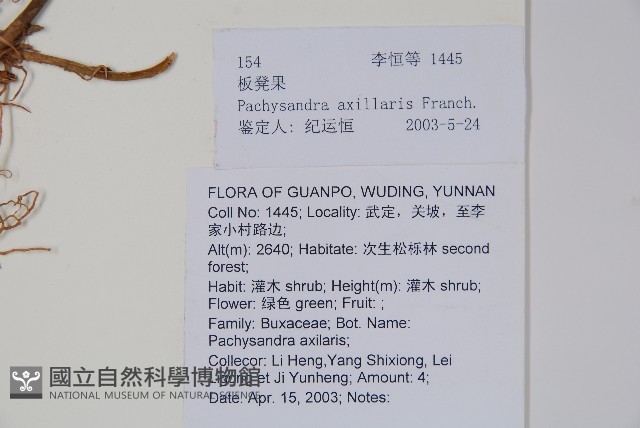 三角咪草藏品圖，第2張