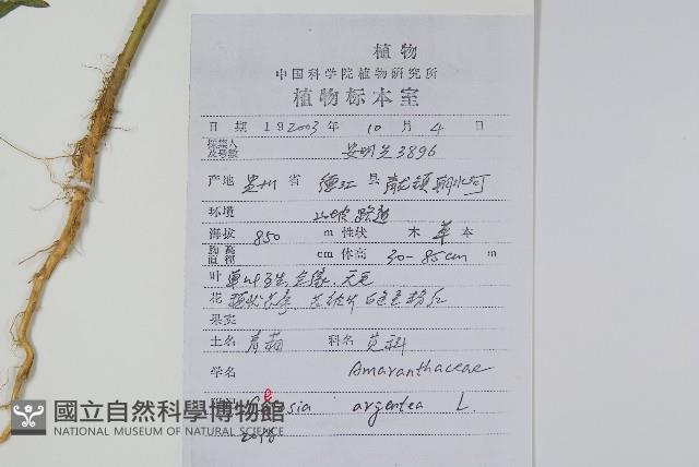 青葙藏品圖，第2張