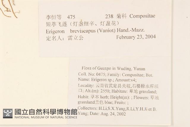 短薴飛蓬藏品圖，第2張