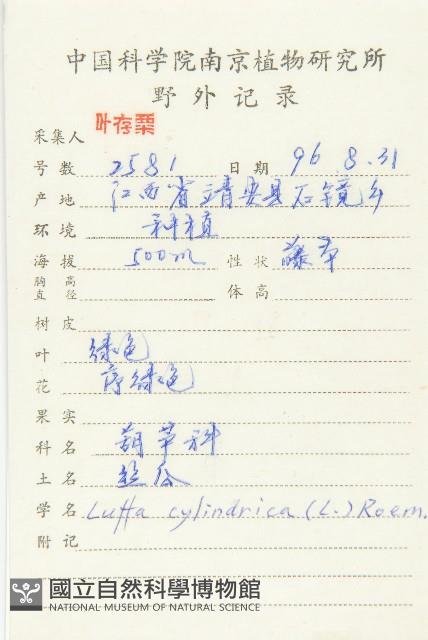 絲瓜、菜瓜藏品圖，第2張