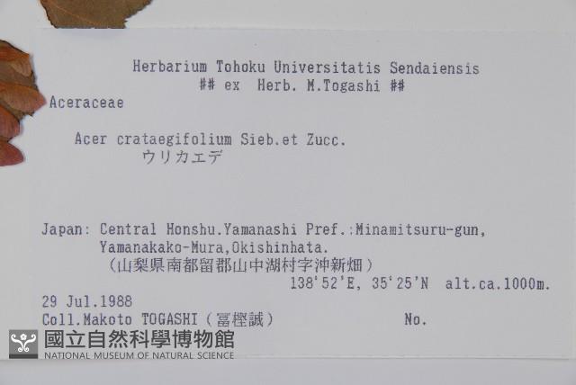 山楂葉槭藏品圖，第2張