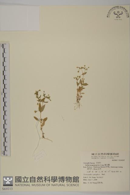 鵝兒腸藏品圖，第1張