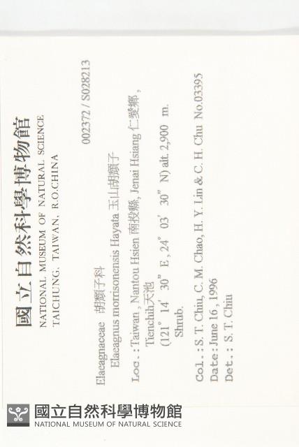 玉山胡頹子藏品圖，第2張