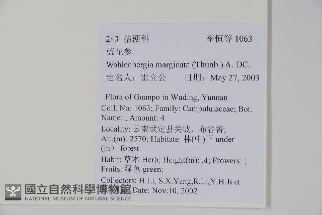 細葉蘭花參藏品圖，第2張