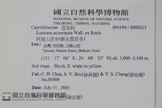 阿里山忍冬、漸尖葉忍冬藏品圖，第2張