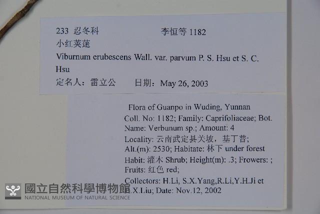 紫藥紅莢迷藏品圖，第2張