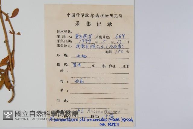 空心蓮子草藏品圖，第2張