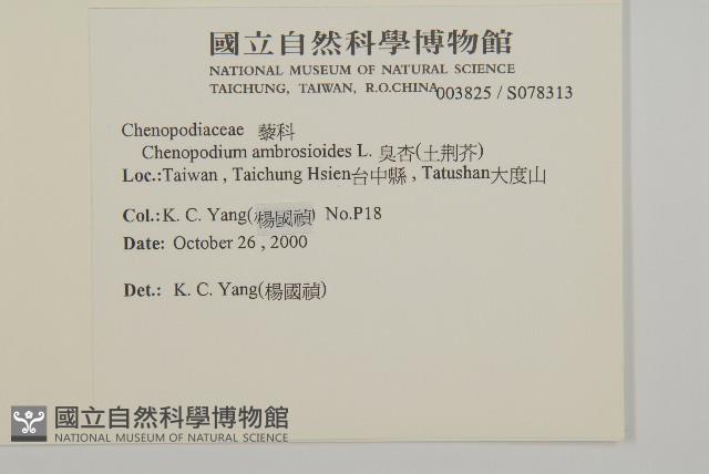 臭杏、土荊芥藏品圖，第2張