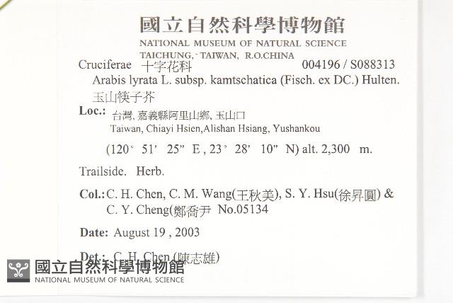 玉山筷子芥藏品圖，第2張