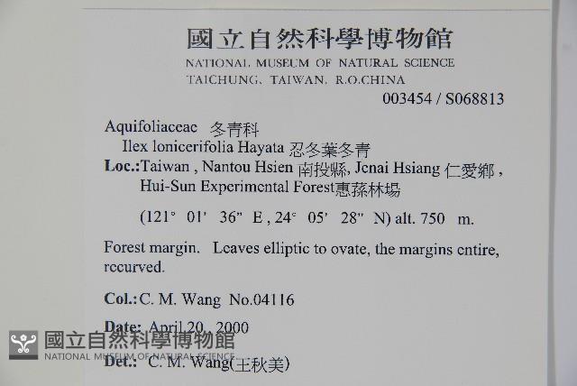 忍冬葉冬青藏品圖，第2張
