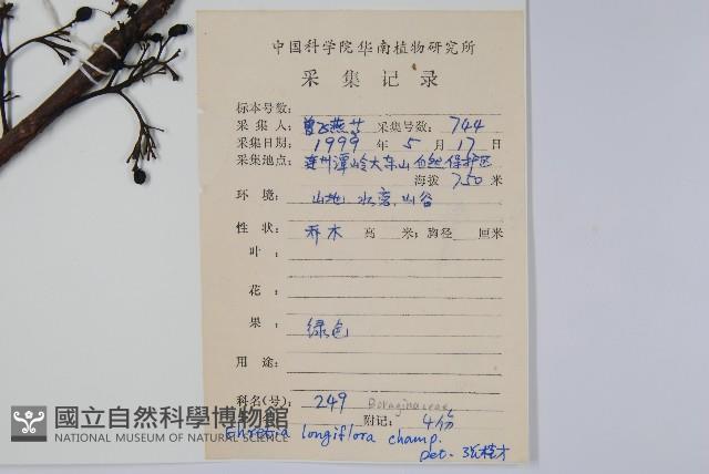 長花厚殼樹藏品圖，第2張