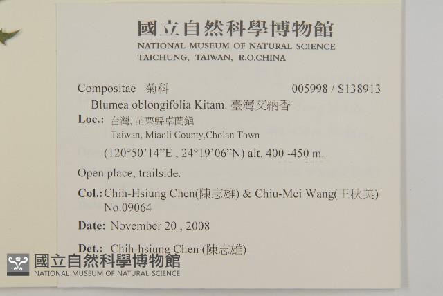 臺灣艾納香藏品圖，第2張