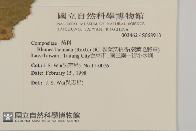 裂葉艾納香藏品圖，第2張