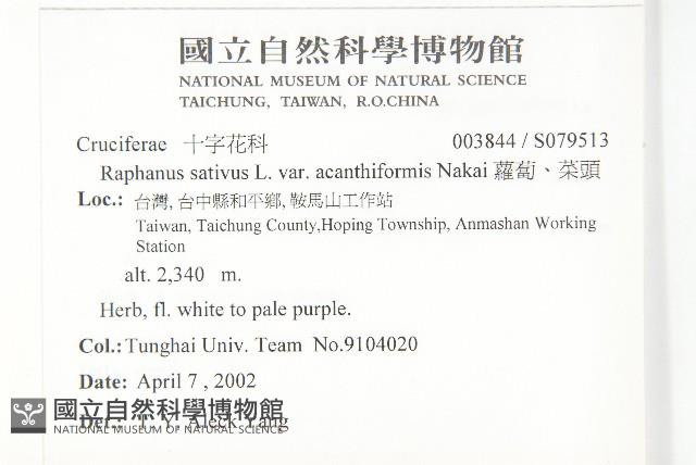 蘿蔔、菜頭藏品圖，第2張