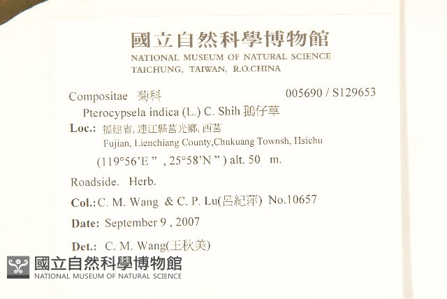 鵝仔草藏品圖，第2張