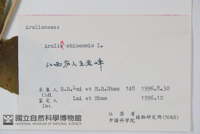 蔥木藏品圖，第2張