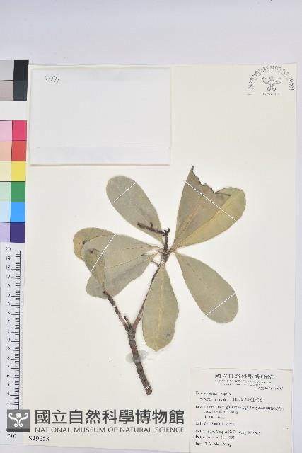 蘭嶼土沉香藏品圖，第1張