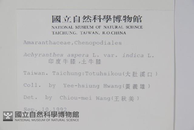 印度牛膝、土牛藤藏品圖，第2張