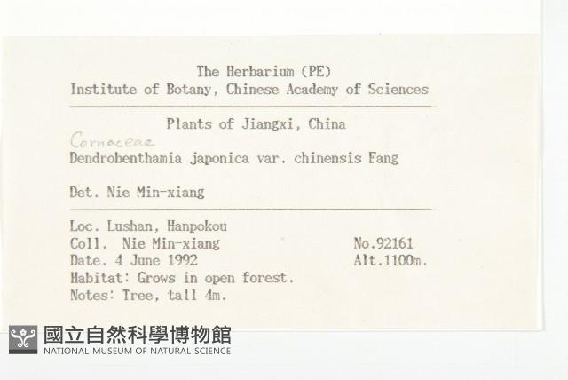 四照花藏品圖，第2張