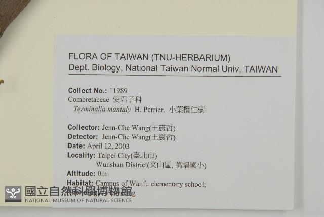 小葉欖仁藏品圖，第2張