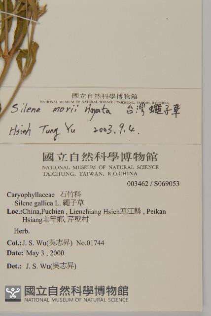 臺灣蠅子草藏品圖，第2張