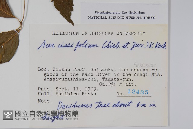 薇莓槭藏品圖，第2張