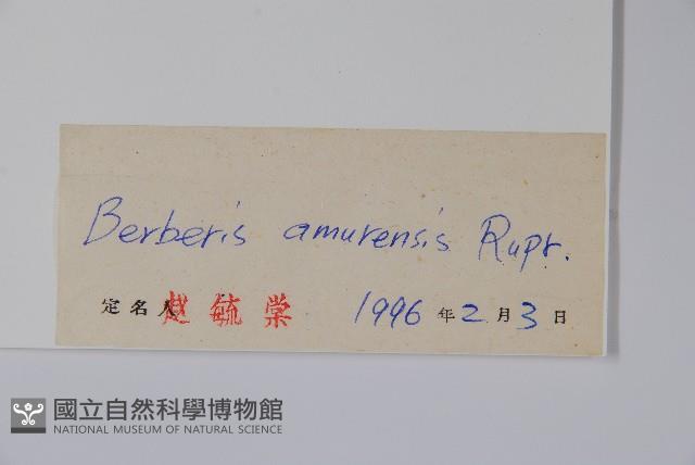 大葉小蘗藏品圖，第2張