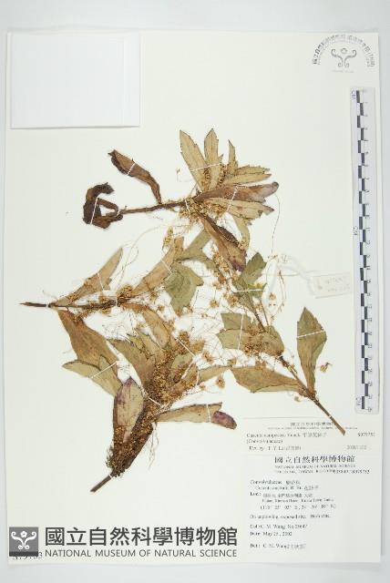 平原菟絲子藏品圖，第1張