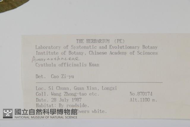 川牛膝藏品圖，第2張