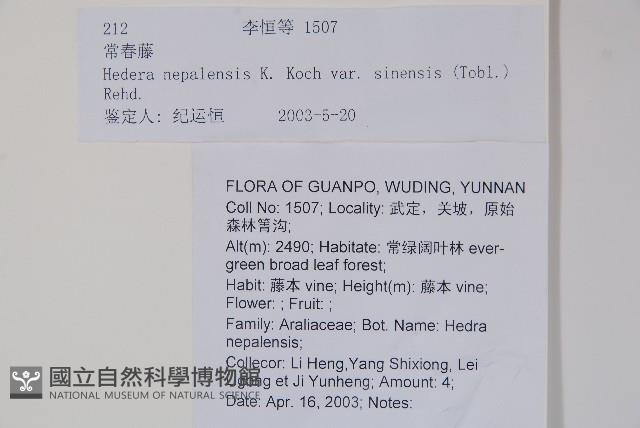 常春藤藏品圖，第2張