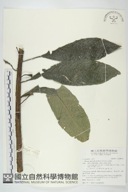 走馬胎藏品圖，第2張