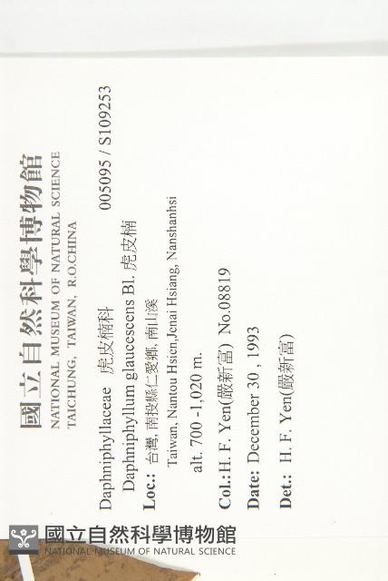 虎皮楠藏品圖，第2張