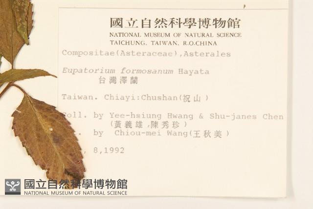 臺灣澤蘭藏品圖，第2張