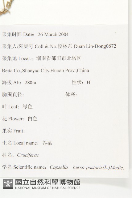 薺藏品圖，第2張