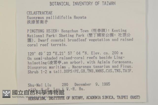 淡綠葉衛矛藏品圖，第2張