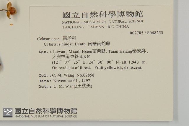 南華南蛇藤，青江藤藏品圖，第2張