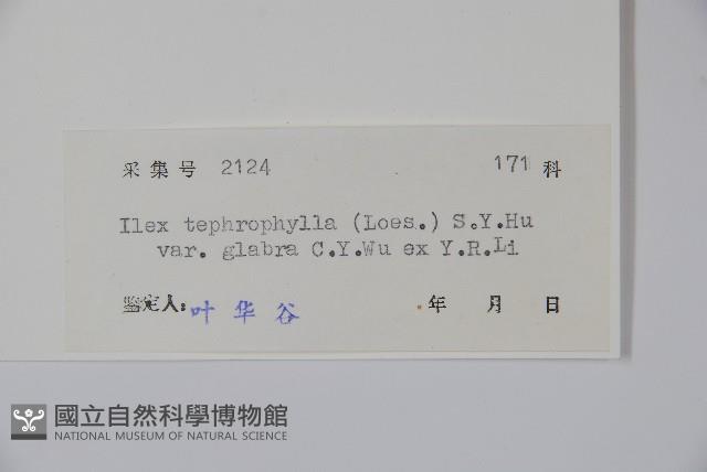 灰葉冬青藏品圖，第2張