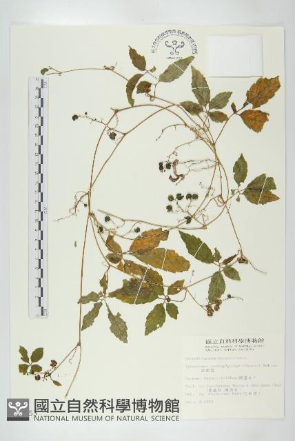 絞股藍藏品圖，第1張