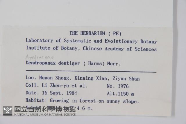 臺灣樹參藏品圖，第2張