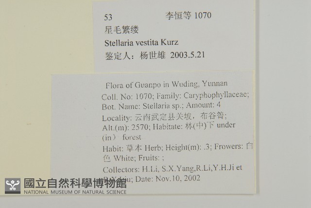 疏花繁縷藏品圖，第2張