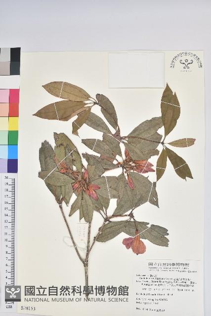 西施花、青紫木藏品圖，第1張